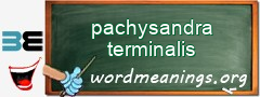 WordMeaning blackboard for pachysandra terminalis